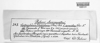 Leptosphaeria doliolum image